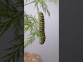 Black swallowtail caterpillar time lapse