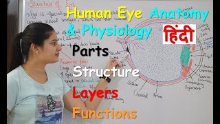 Human Eye Anatomy & Physiology in Hindi | Structure | Parts | Functions  | Rods