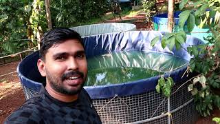 പെങ്ങളുടെ വീട്ടിലെ മത്സ്യകൃഷി Ayingalam Fish Farm