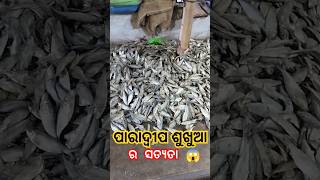 ପାରାଦୀପ ର ଶୁଖୁଆ 😱 Dry Fish Market Paradeep #shorts #fish #viral