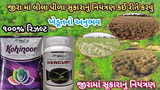 જીરામાં લીલા પીળા સૂકારાનું નિયંત્રણ કેમ કરવું ! લીલો સુકારો હોય તો શું કરવું ! કઈ દવા નો યુઝ કરવો !