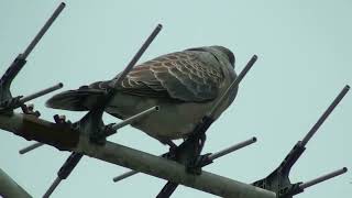 キジバトの鳴き声⑶　Oriental turtle dove