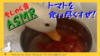 【ASMR咀嚼音】コールダックのぺーちゃんがトマトを夢中で食べる！