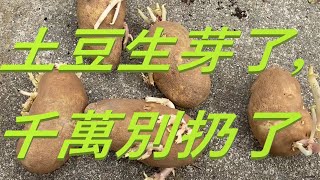 土豆生芽了，千萬別扔了 -- The Potatos Have Sprouted, Do not Throw Them Away. Grow Them.