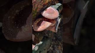 Shiitake Mushrooms Sporing