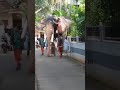 tallest asian elephant in south india..