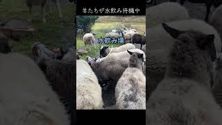 羊たちが水飲み待機中 #動物 冬#animals shorts