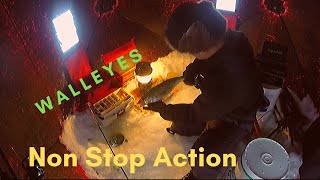 Morning Walleye Madness: Non Stop Action