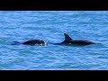 Endangered vaquita making a comeback in Mexico's Baja