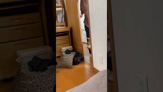 柴犬福 姉の部屋に登場する柴犬🤣Coming Dog🤣#shorts #funny #dogshorts #comedy #shibainu #柴犬 #시바견