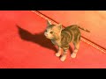 【pdaft mod】cat food キャットフード full seeu cover