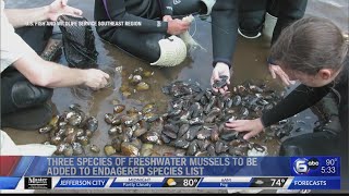 Mussels that live in TN River basin could become endangered species