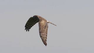 Conservation of the European Roller in the Carpathian Basin