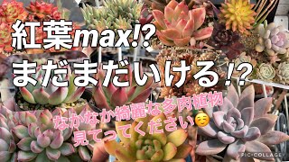 vol.80《多肉植物》我が家的には紅葉max！？まだまだ変わる！？😆綺麗に紅葉している多肉たちのご紹介〜