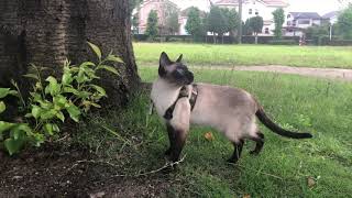 Today's Siamese Cats 7 // Take a walk in the park (summer)🐾