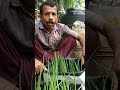 ഉള്ളികൃഷി കണ്ടോളു..subscribe ചെയ്യാൻ മറക്കല്ലേ😊 krishi agriculture smallonion onion planting