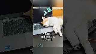 ゴミ箱にはまった子猫を助けた心優しい男性 #shorts