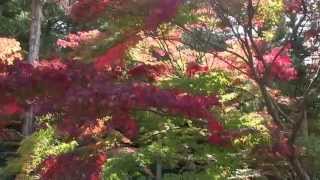 京都紅葉の名所２０１４　洛南６　今熊野観音寺