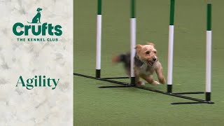 Agility - Rescue Dog | Crufts 2024