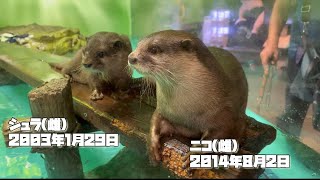 シュラとニコ〜しながわ水族館のコツメカワウソ