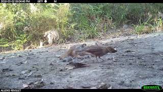 Bassian ground thrush