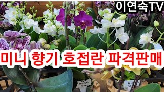 9월21일 항기 미니 호접란 파격판매  010 5121 5030