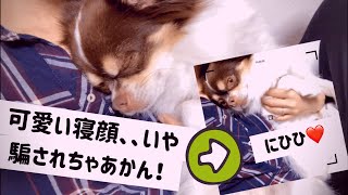 【可愛すぎるチワワ】タヌキ寝入り⁉︎可愛い寝顔..いや騙されちゃあかん！