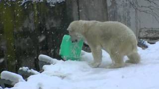 雪が積もったホッキョクグマ舎~Polar Bears are playing in snow