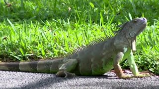 Florida faces growing invasive iguana issues