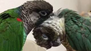 ウロコインコ：チビハルTwitter動画～352