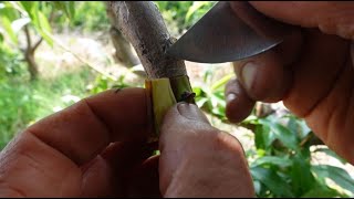 Tres variedades de albaricoque y una de melocotón en un solo árbol