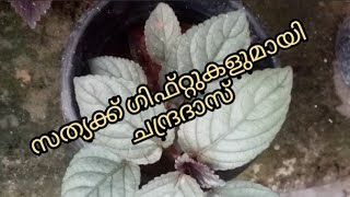 സത്യക്ക് സമ്മാനവുമായി ചന്ദ്രദാസ്