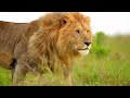 king lion attractive walk style wildlife videos 4k nature ultra hd nature s sweet tales