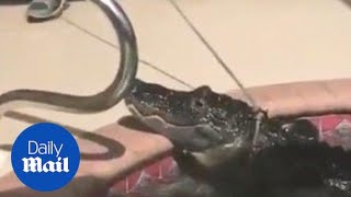 Alligator goes into a death roll as it's removed from pool - Daily Mail