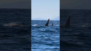 シャチ。船に接近！（2024年5月5日北海道知床羅臼）／Male killer whale approaches the boat!(June 1,2024,Rausu,Shiretoko) orca