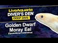 LiveAquaria® Diver’s Den® Deep Dive: Golden Dwarf Moray Eel (Gymnothorax melatremus)