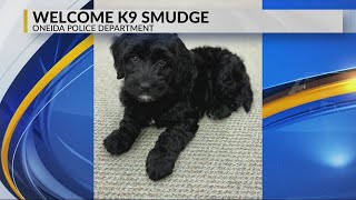 Oneida Police Department welcomes new asset to community in therapy K9, Smudge