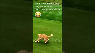 HA💸HA💸HA💸HA💸 #pets #cats #golf