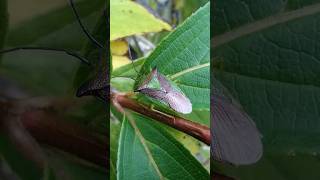 a Hawthorn Shieldbug in mid-November