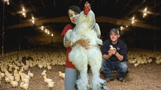 These Are The Calmest Chicken Breeds For Kids