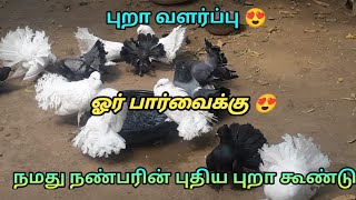 நமது நண்பரின் புதிய புறா கூண்டு ஓர் பார்வைக்கு 😍 புறா வளர்ப்பு 😍 | PURA PIRIYAN VLOG |