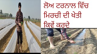 December vich //Low turnal nal mirchi ki kehti || ਸਰਦੀ ਵਿੱਚ ਮਿਰਚੀ ਦੀ ਖੇਤੀ ਕਿਵੇਂ ਕਰਦੇ ਨਵੀਂ ਤਕਨੀਕ ਨਾਲ