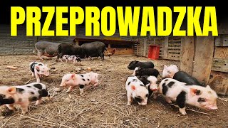 🐖 WSZYSTKIE ŚWINKI ZNOWU RAZEM 🐖 czyli świńska przeprowadzka 👜 MOJE MINI ZOO / odc. 497