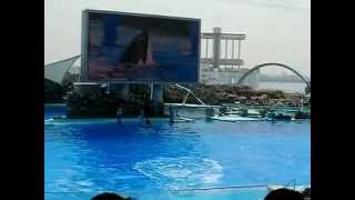 名古屋港水族館　イルカとシャチのショー　ボールタッチ練習中