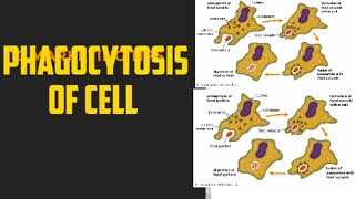 #phagocytosis of cell# cell engulfment#