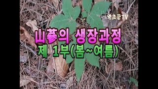 최고의 영초!! 산삼이 자라는 과정 탐구하기-제 1부(봄~여름)