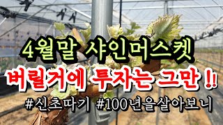 4월말 #샤인머스켓 버릴거 정리하세요 ! #신초따기 #새가지솎기