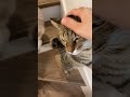 母猫ボイスで子猫たちを呼ぶと…！？ shorts