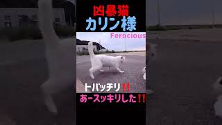 あの凶暴猫のカリン様‼️オシッコ姿見られてブチ切れる #shorts