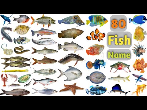 How do you spell piranha fish?